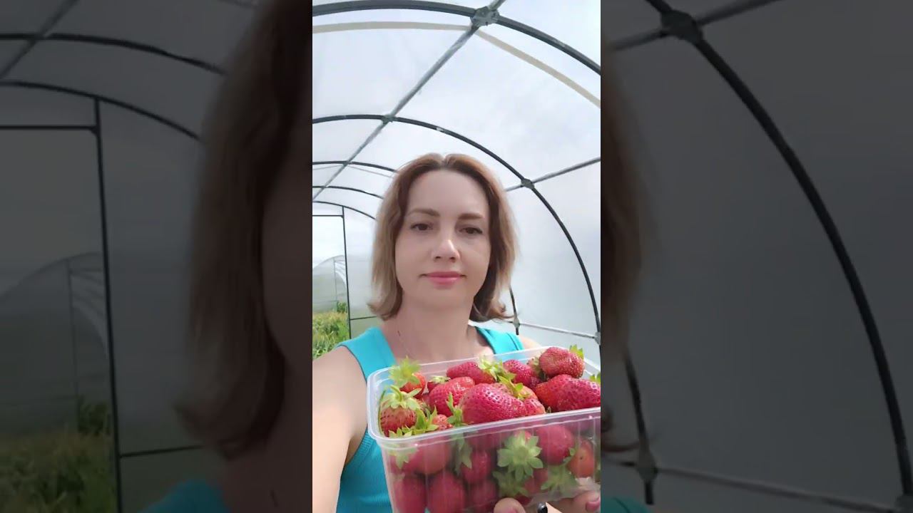Клубника - дорогое удовольствие?