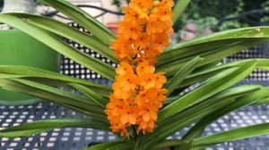 ОРХИДЕЯ Vanda miniata (Ascocentrum miniatum) Цветение и уход.