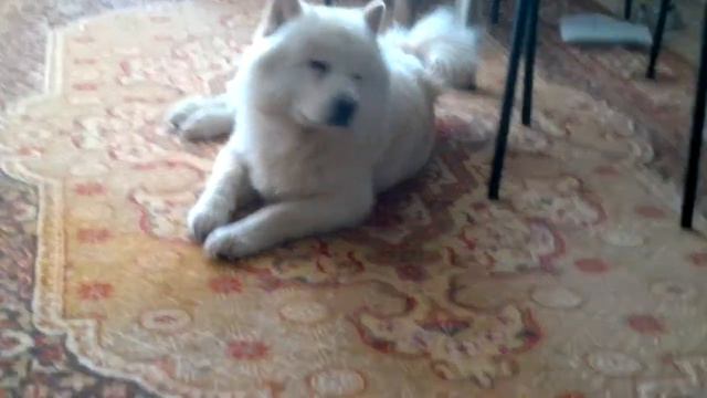 Чау-Чау и её хозяйка смотреть онлайн