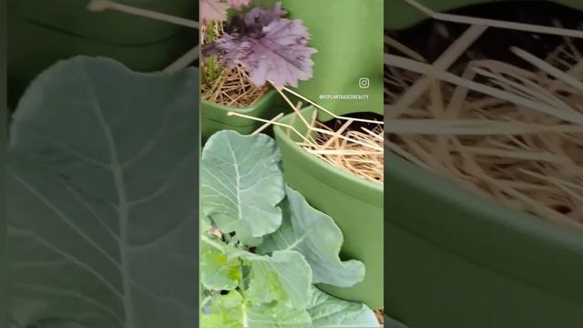 Grow food in small spaces!