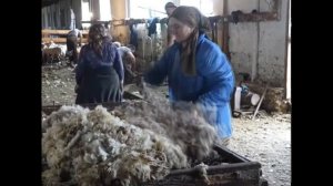 в Дагестане стрижка овец.