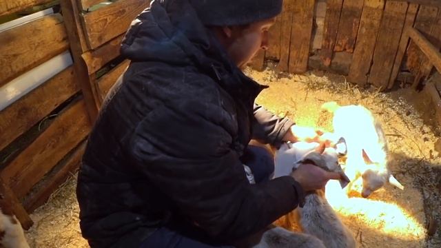 Тройной окот у коз. От рассвета до заката. смотреть онлайн