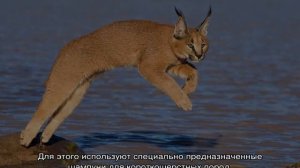 Каракет (кошка): сколько стоит порода