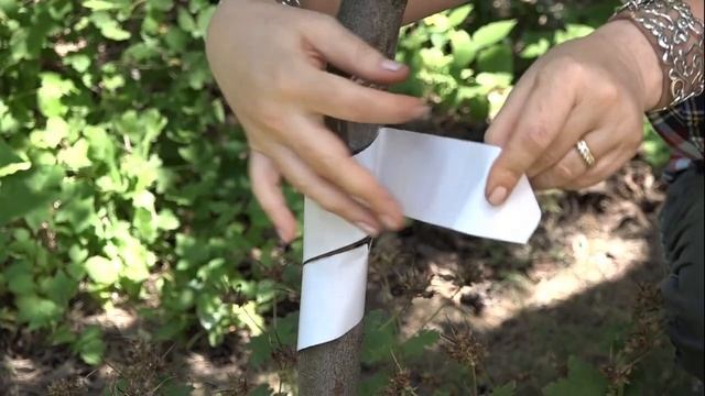 Защита деревьев от насекомых с ловчим поясом "Машенька"