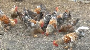 Куры Билефельдер молодки начинают нестись!