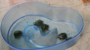 buying a red eared slider turtle