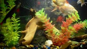 Аквариум. Содержание аквариумных рыбок. Лещевидный барбус.