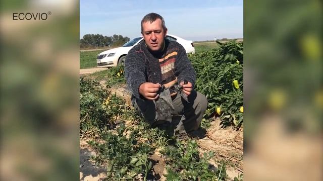 О биоразлагаемой мульче ECOVIO - Левченко А., главный агроном ООО «Агро-Союз», Краснодарский край. смотреть онлайн