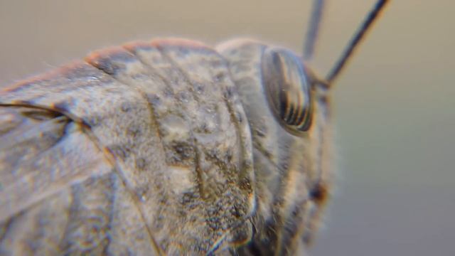 Macro ( Çekirge ) Grasshopper (camera Nikon P600) смотреть онлайн