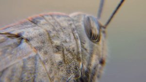 Macro  ( Çekirge ) Grasshopper (camera Nikon P600)