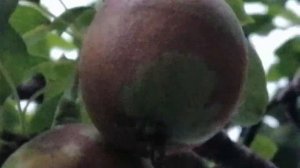 Почему на груше плоды с коричневым пятнами и полосами
