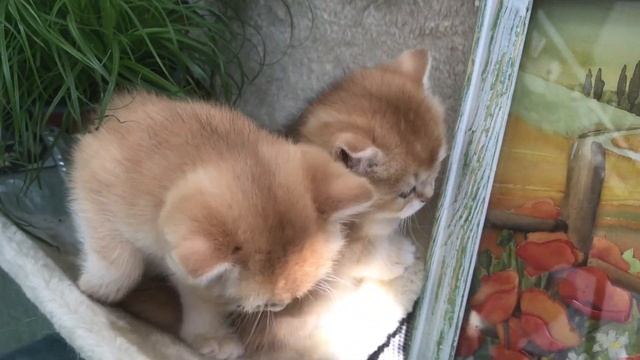 ???ОЧЕНЬ ВАЖНЫЙ  ПЕРИОД,В ЖИЗНИ КОТЯТ???ЗОЛОТАЯ ШИНШИЛЛА!☀️