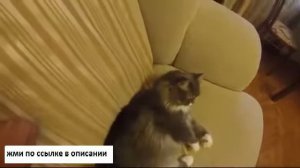 перчатка для вычесывания шерсти домашних животных true touch отзывы