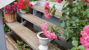 Плетистая роза Розариум Ютерсен #северныйсад #канадскиерозы #плетистыерозы