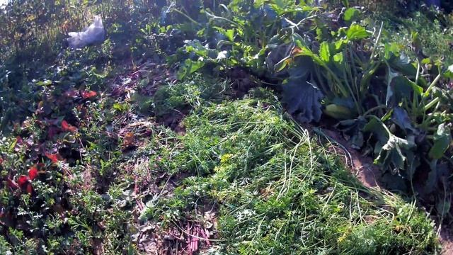 ПОЛЕЗНЕЙШИЕ СИДЕРАТЫ: фацелия, горчица, масличная редька. смотреть онлайн