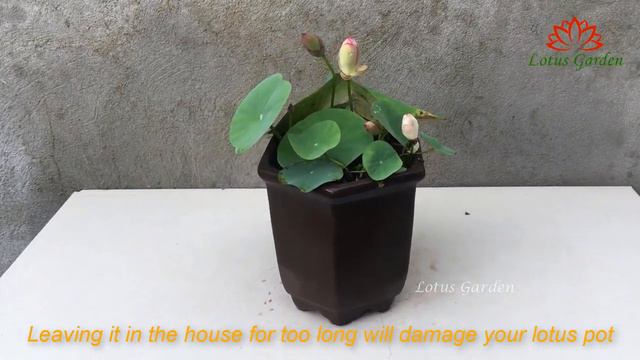 Can I grow mini lotus indoors? how to grow mini lotus смотреть онлайн