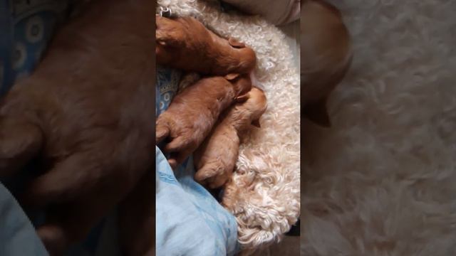 Пудель барби смотреть онлайн