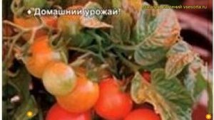 Томат обыкновенный Григорашик F1. Краткий обзор, описание характеристик, где купить семена