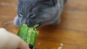 Кот ест огурец.