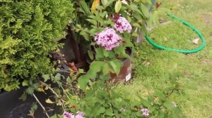 David Austin Unboxing