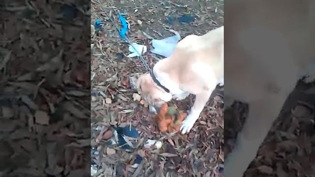 Алабай 4 месяца смотреть онлайн