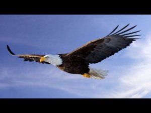 Медитация "Я - Орел"  В 20 Лунные Сутки