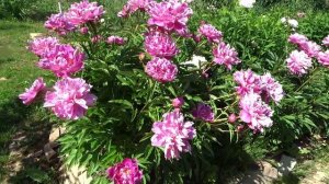 Пион НАЙС ГАЛ ? Paeonia NICE GAL: обзор, описание, цветение, отзыв