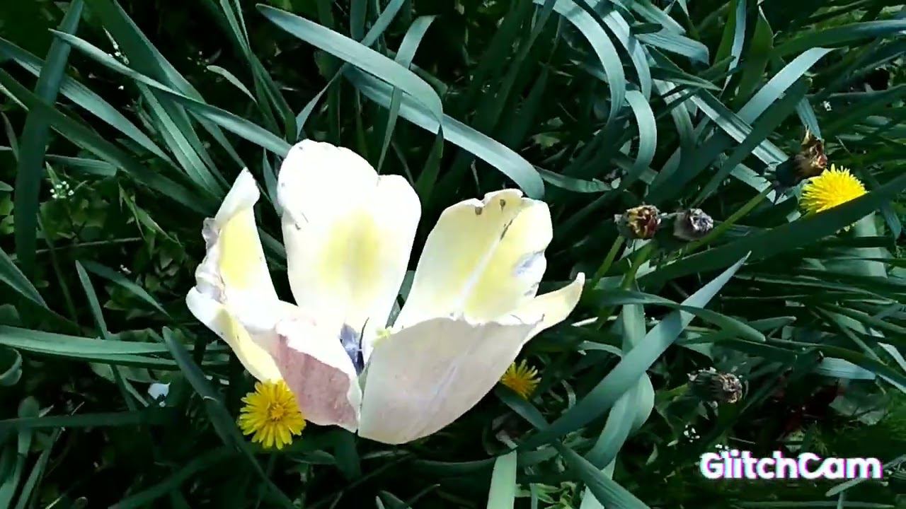 sea of dandelions flowers ☀️ sunny море одуванчиков цветы ☀️ солнечные ☀️☀️☀️