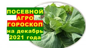 Посевной агрогороскоп на декабрь 2021 года