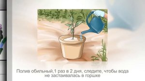 РАНУНКУЛЮС, ЛЮТИК азиатский. Посадка, уход и разведение в домашних условиях