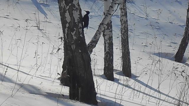 03.03.2021. Дятел в берёзовом лесу. смотреть онлайн