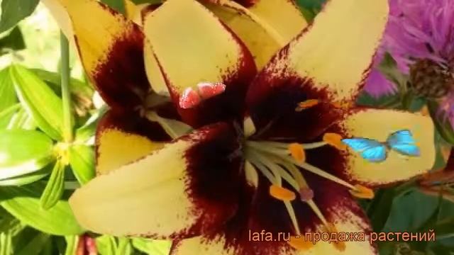 Лилия азиатская (lilium asiatic hybrid bumblebee) ? лилия обзор: как сажать луковицы лилии смотреть онлайн