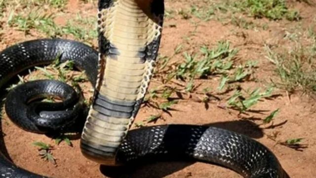 Долина змей🐍Илонлар водийси 🐍