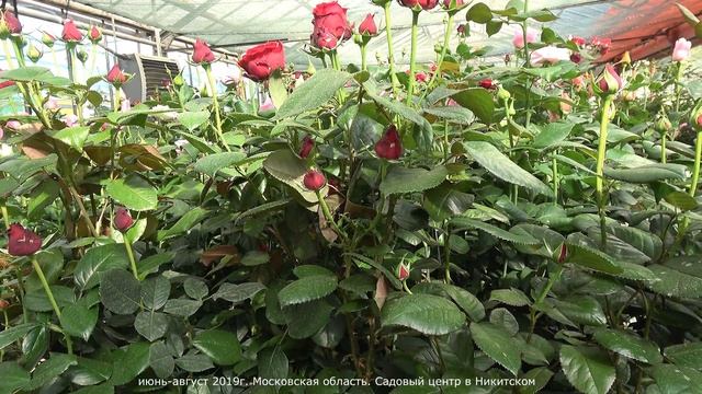 Обзор розы Пинк Флойд (Чайно гибридная) - Pink Floyd ( Schreurs BV Нидерланды 2004 ) смотреть онлайн