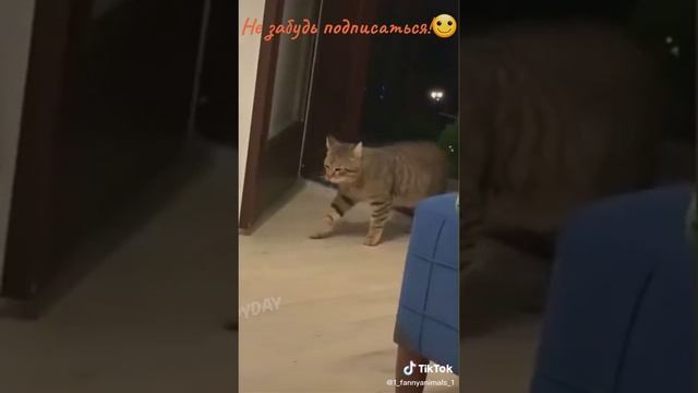 подборка с котами 2023