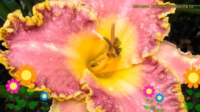 Лилейник гибридный Лайт Эрс Эвей. Краткий обзор, описание характеристик, где купить саженцы смотреть онлайн