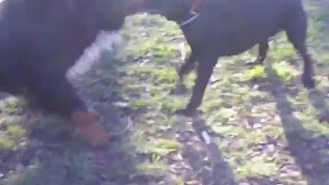 Кто сильнее лабрадор или зенненхунд смотреть онлайн