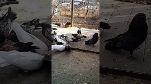 Кировоградские голуби Краснодарского края станица Отрадная