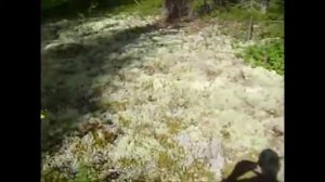 На природе в Коми! (Поход за грибами Август 2015г)