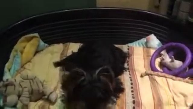 Любимчик Бушери смотреть онлайн