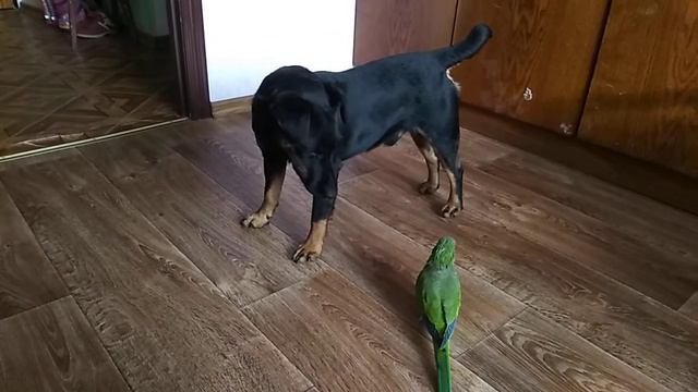 Ягдтерьер и попугай смотреть онлайн