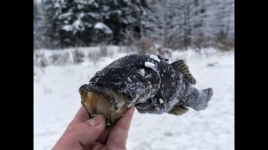 За страшной, но очень вкусной рыбой!