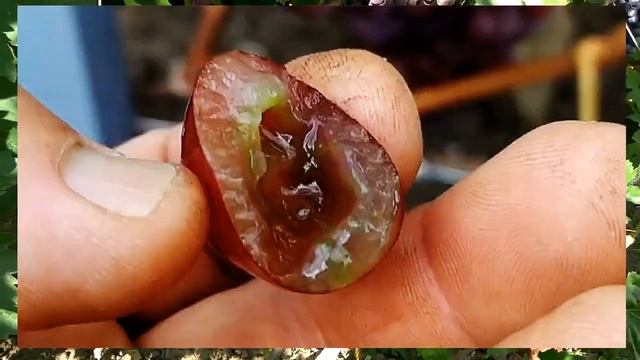 @Виноград Альянс  Очень ранний виноград  Вкусный виноград