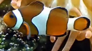 BBC Learning English Words in the News Ocean acid may make fish deaf