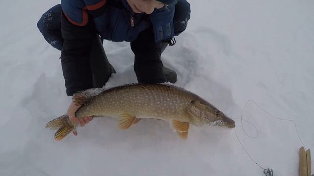 СУПЕР КЛЁВ ЩУКИ. ТРОФЕЙНАЯ МАМКА. ЗИМНЯЯ РЫБАЛКА 2020 смотреть онлайн