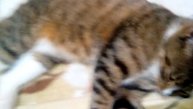 Красавица с зелеными глазами. смотреть онлайн