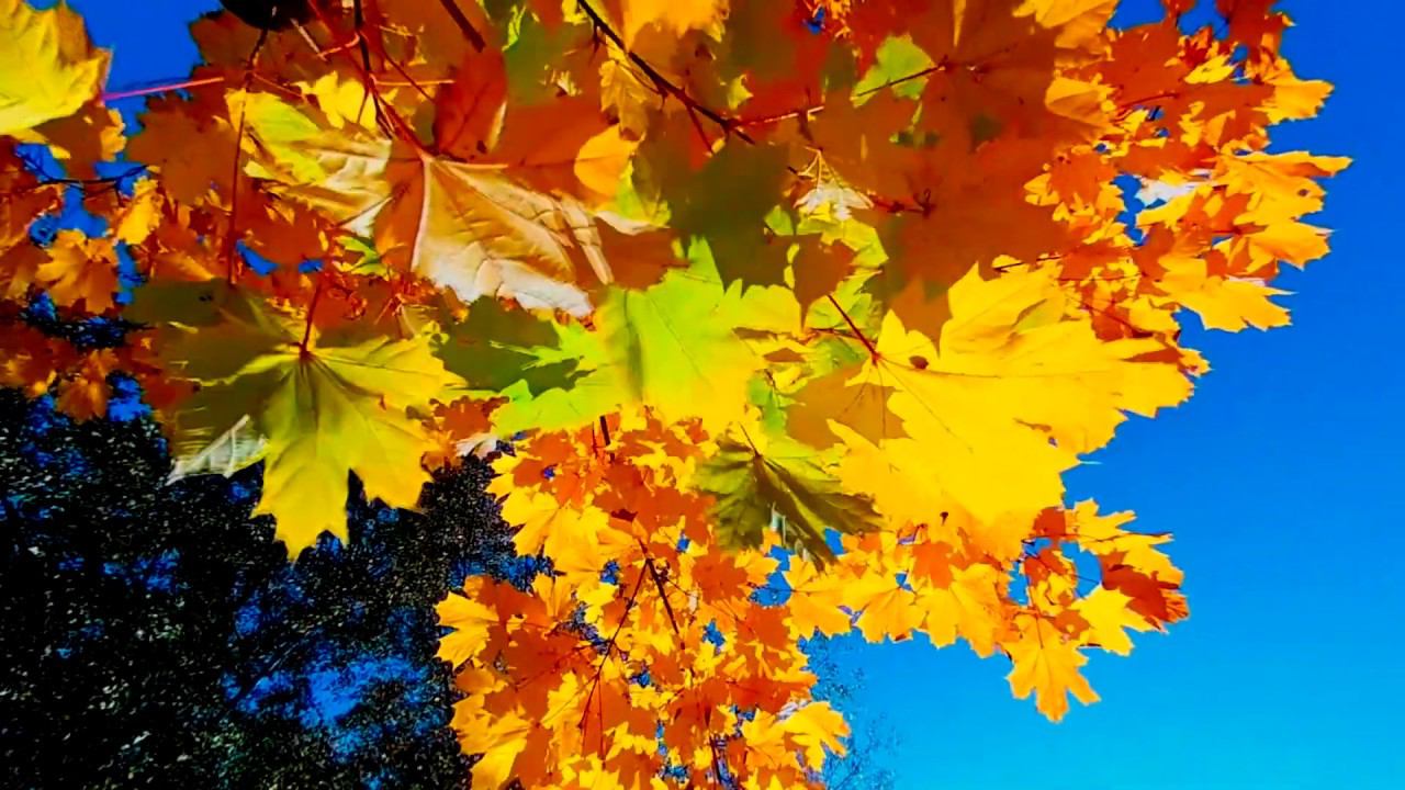 Белая берёза