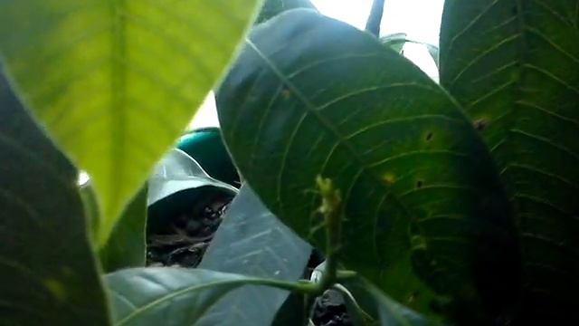 Манго в домашних условиях смотреть онлайн