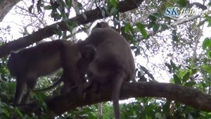 Удивительный приятель для девочек-обезьян - девушки, поймающие ребенка-обезьяну в BAYON TEMPLEnull