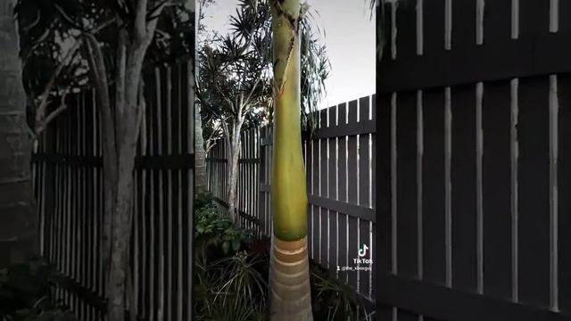 cuban royal palm